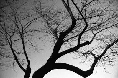 Silhouette of deciduous tree