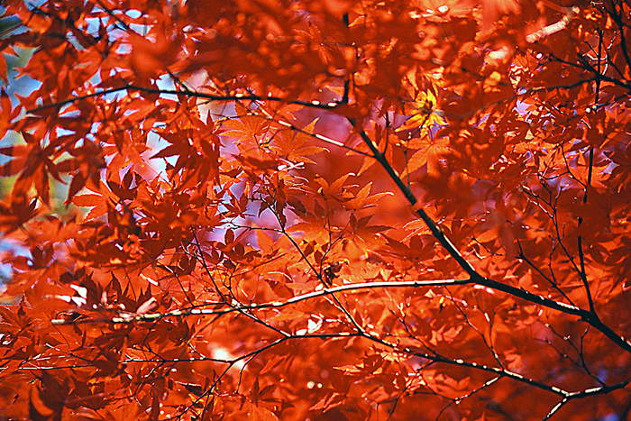 東京 井の頭公園の紅葉 写真とエッセイ By オザワテツ