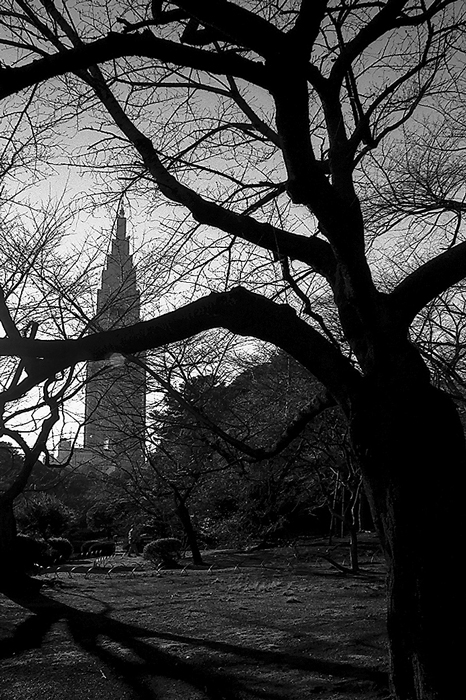 Skyscraper on other side of trees