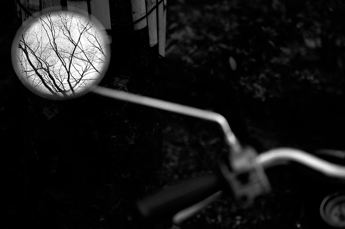 tree in mirror