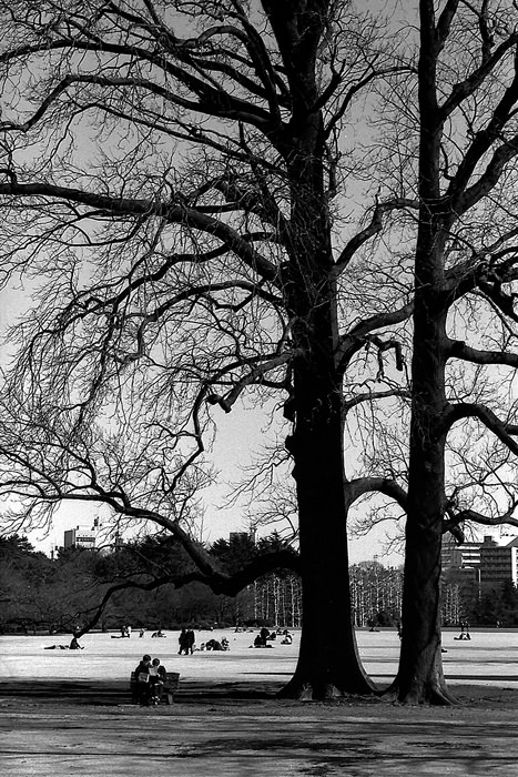 bench under tall tree