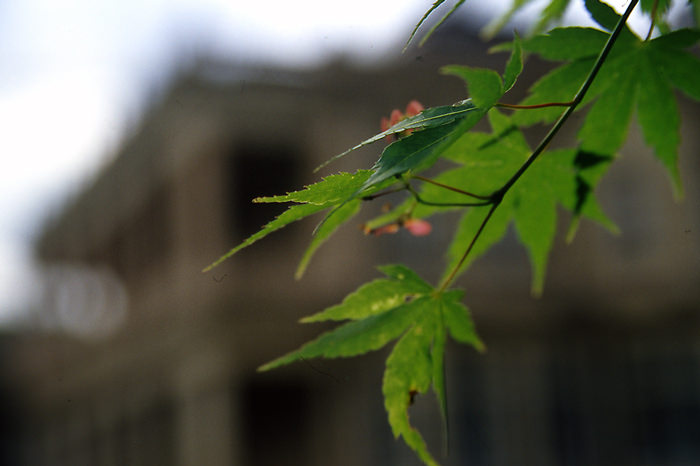leaves in iwasaki house