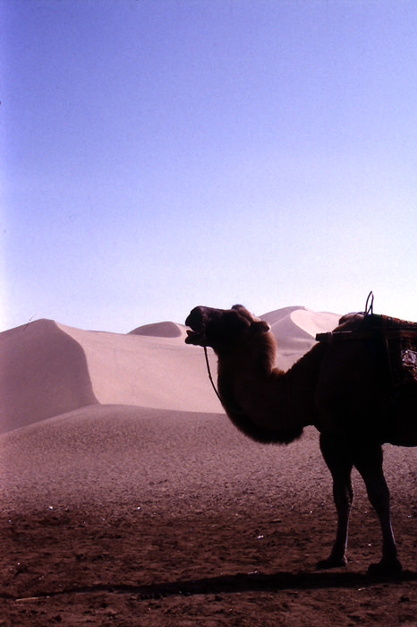 camel in Mingsha Shan