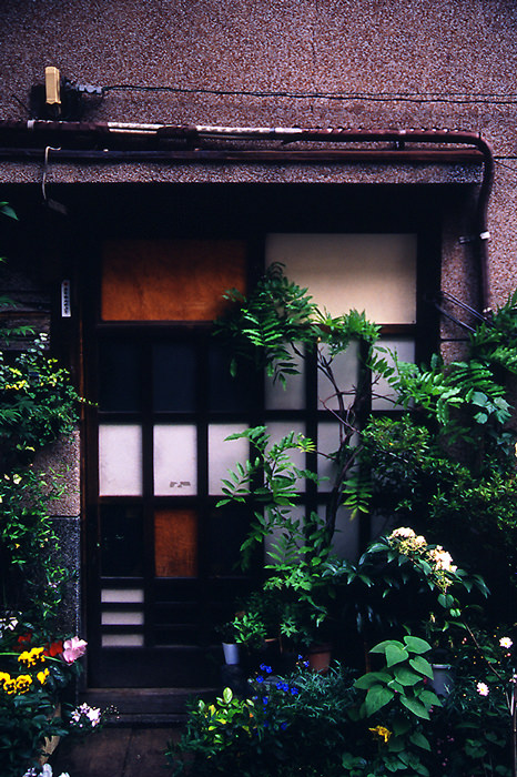 Plant in front of door