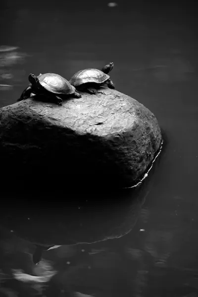 Two turtles on rock