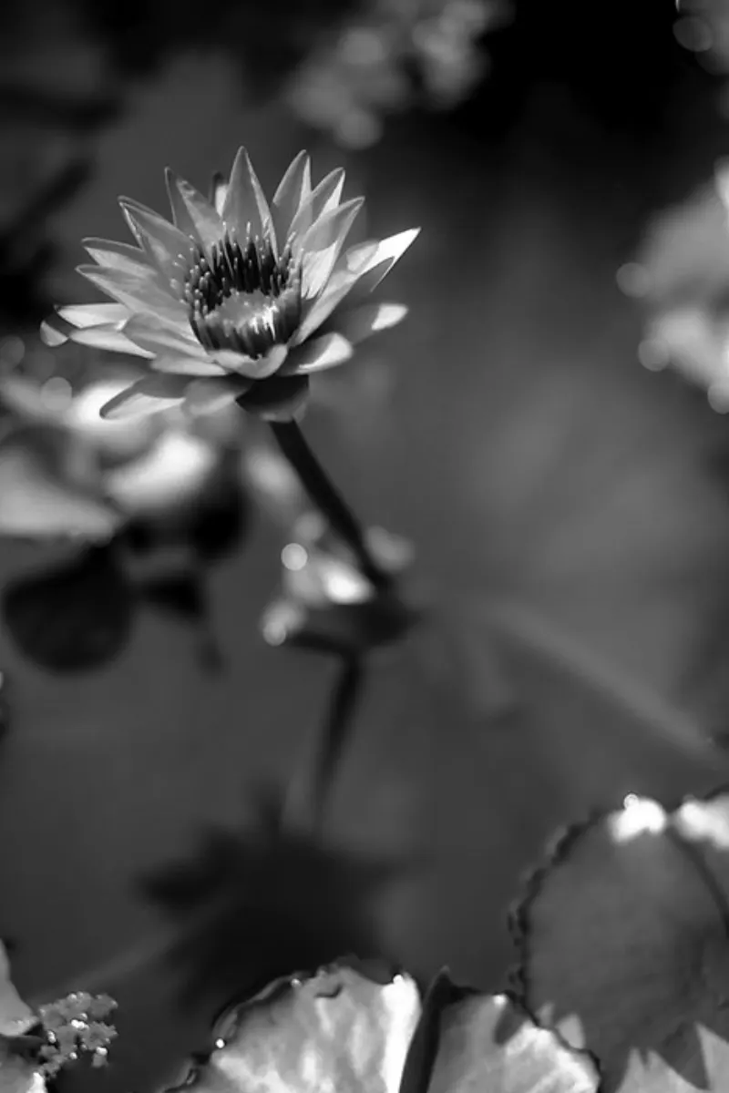 flower of lotus in jar