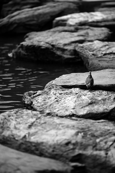 pigeon on steppingstones