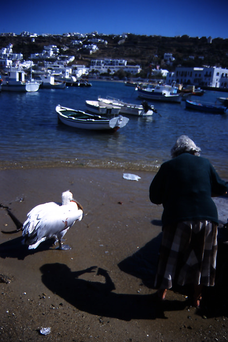 aunt and pelican