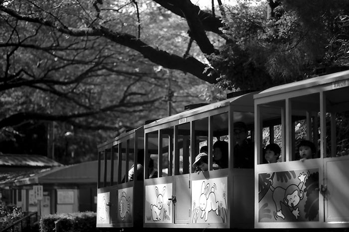 Small train running in park