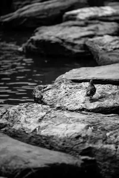 pigeon on steppingstones