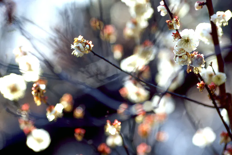 Japanese apricot in fower 