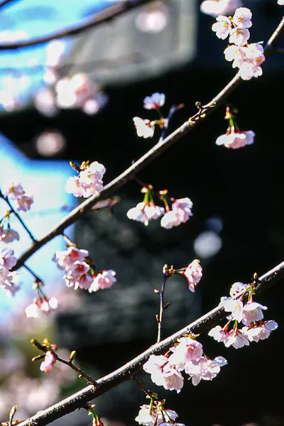Cherry blossom and lantern in Ueno Toshogu