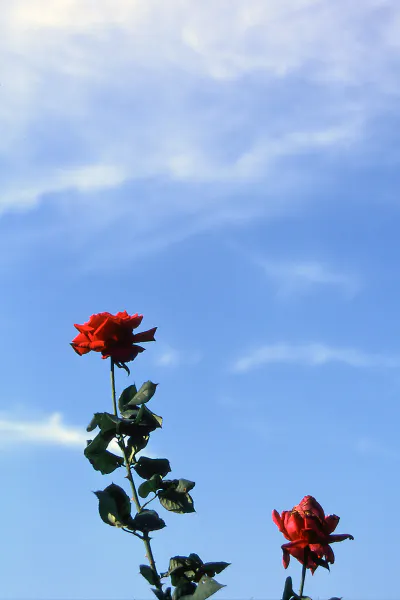 Red rose in sky