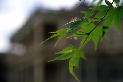 leaves in Iwasaki house