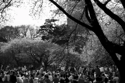 Crowd under cherry blossom