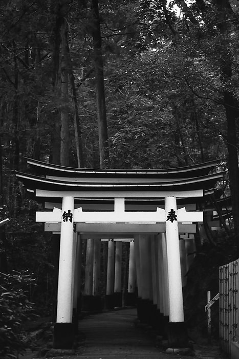 row of torii in the woods