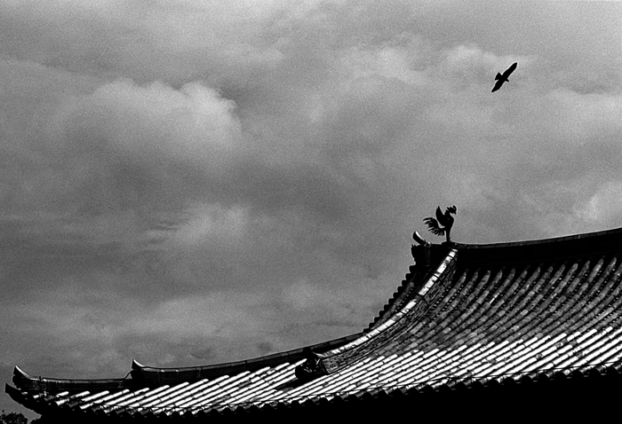 flying bird and perching bird