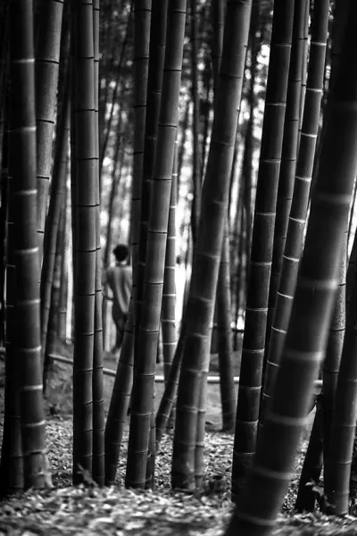 Bush of bamboo in Kodai-Ji