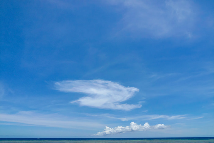 Cloud like bird