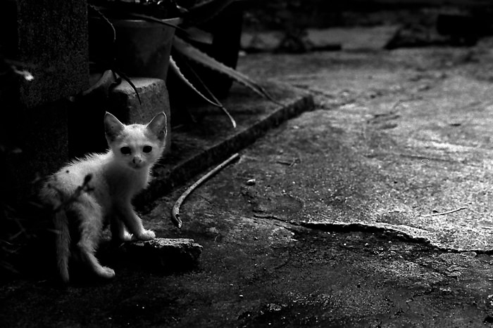 Kitten looking back