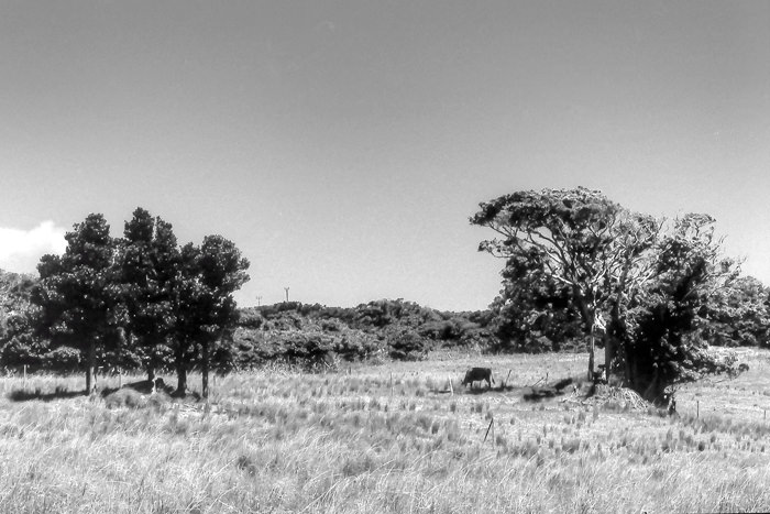 Livestock in grazing ground