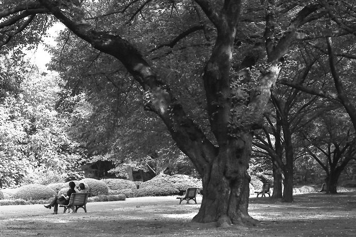 Benches near thick trees