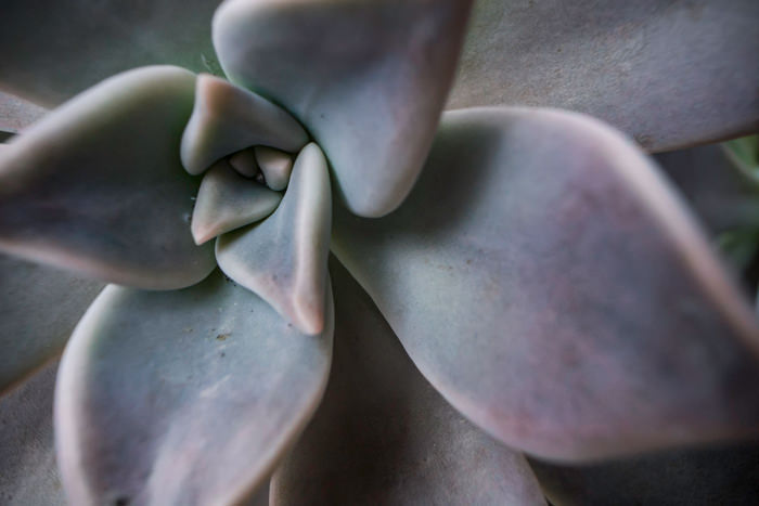 Echeveria