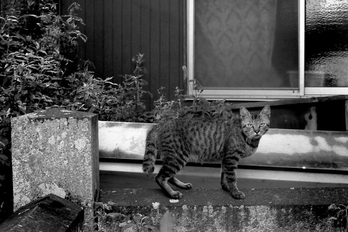 Cat with sharp eyes