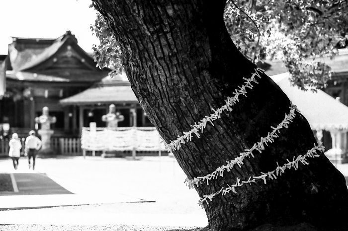 Fortune slips bound on tree
