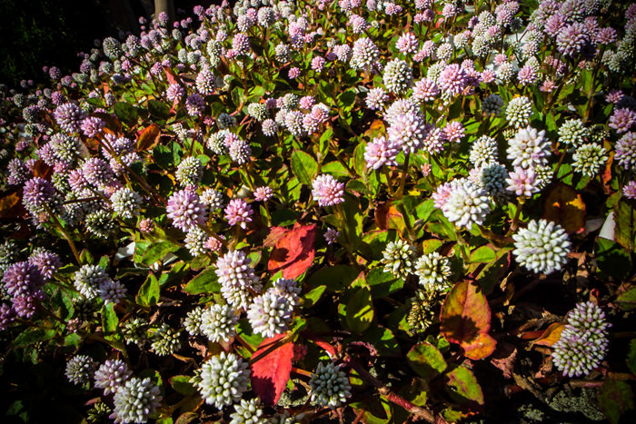 Cluster of small flower