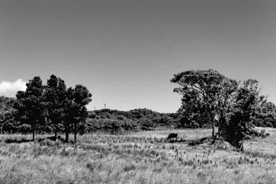 Livestock in grazing ground