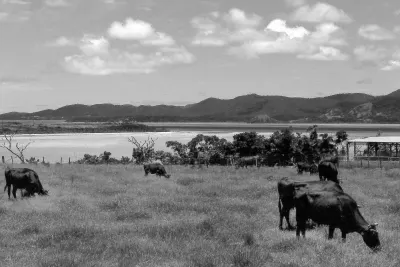 Beef cattle on grass on isle of Kohama