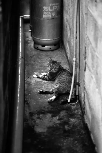 cat lying in narrow lane