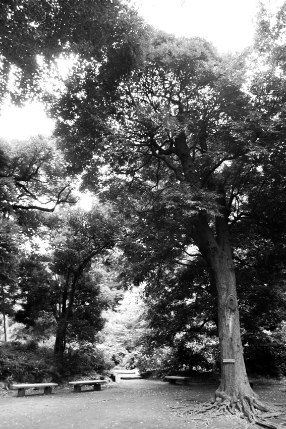 Tall tree and some benches in Rikugien garden