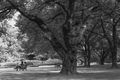 Benches near thick trees