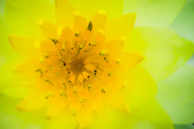 Closeup of yellow flower