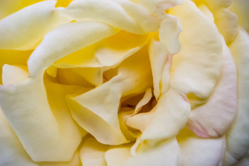 Petal of yellow rose