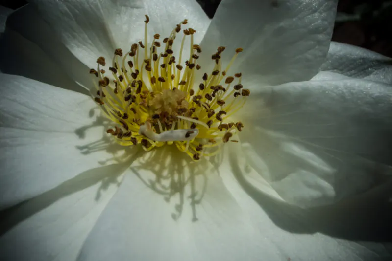 Stamen