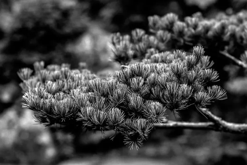 Pine in Korakuen Garden