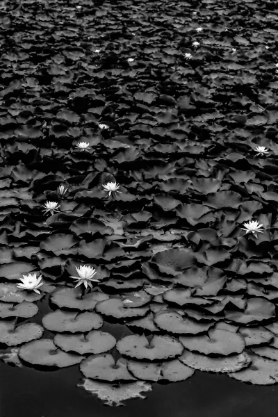 Lotus in Shurakuen Garden