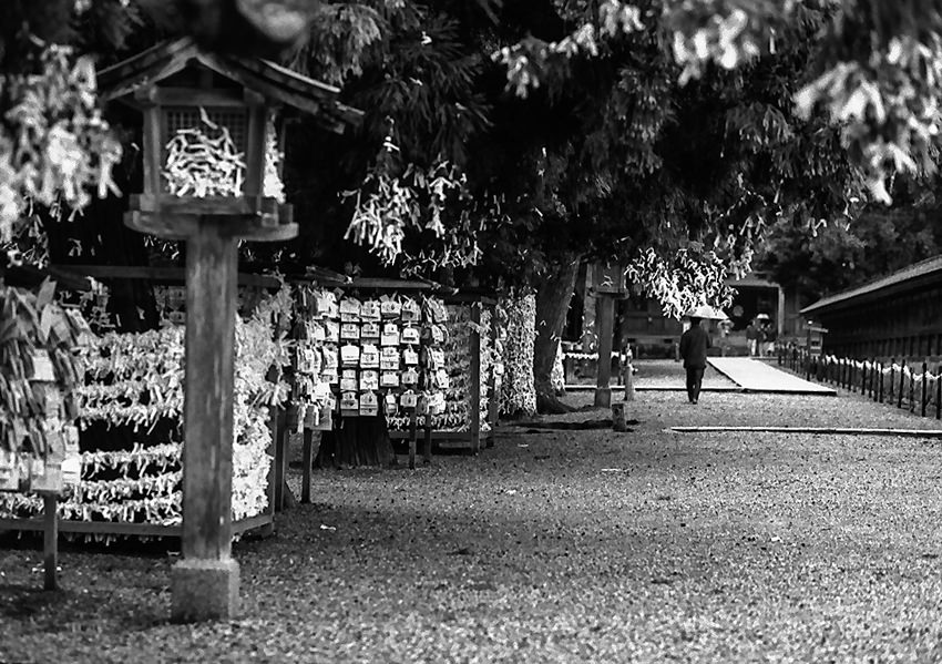 Umbrella walking in precinct of Izumo Taisha Shrine