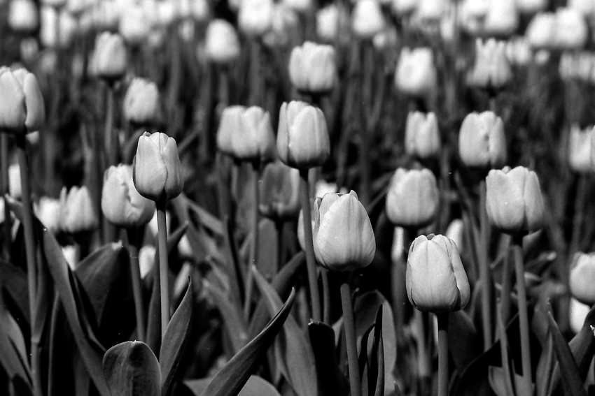 essay on tulip flower