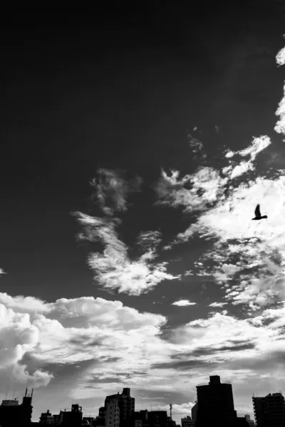 Bird flying among clouds