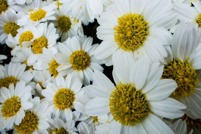 White flowers
