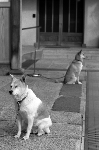 Dogs looking at each direction