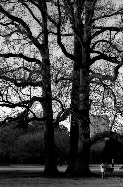Woman Standin Under The Big Tree Alone (Tokyo)
