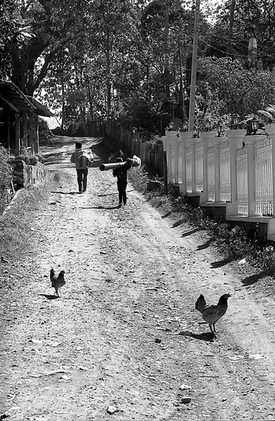 Chickens Taking A Walk (Laos)
