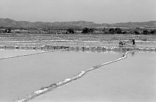 Water-laden Paddies In Muang Sing (Laos)