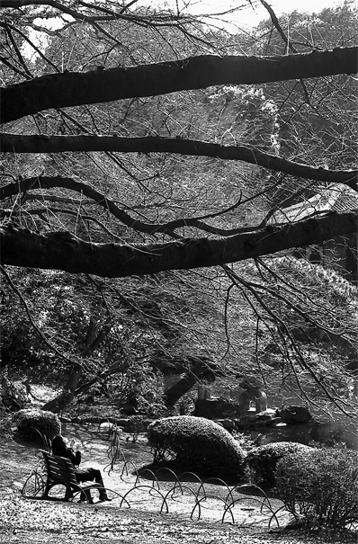 Woman Sitting On The Bench Under The Tree (Tokyo)
