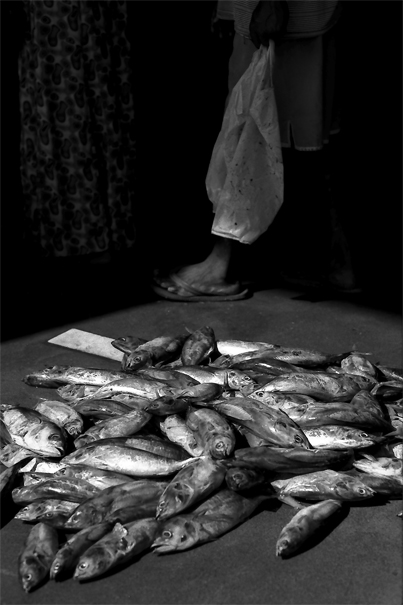 Fishes On The Ground (Sri Lanka)